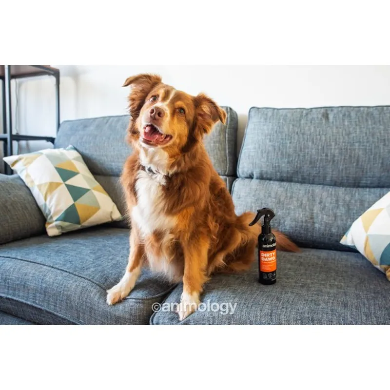 Animology Dirty Dawg No Rinse Shampoo - 250ml-1
