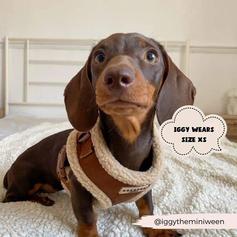 Aviator Harness Brown XS