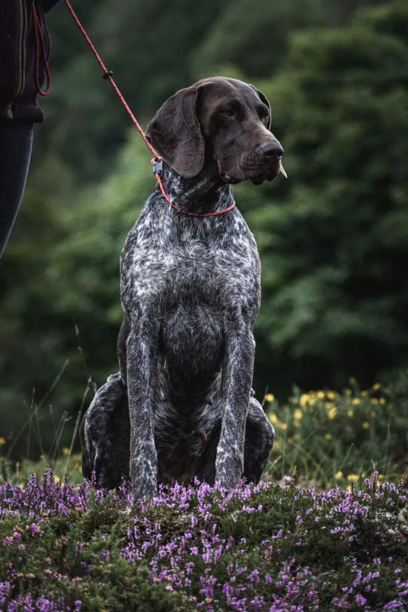 Field Trial PRO Slip Lead - Red-1