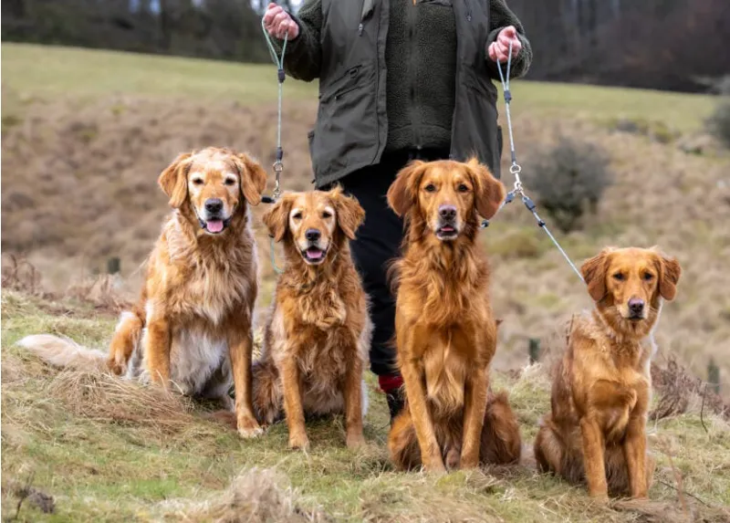 Field Trial PRO Brace Olive-1