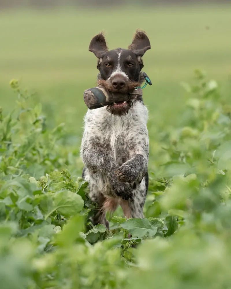 1/2lb Canvas Dummy Flight Hen-1