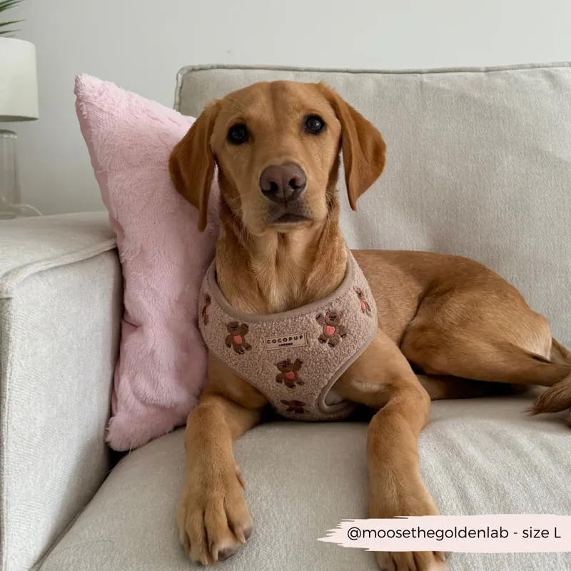 Teddy Harness Medium-1