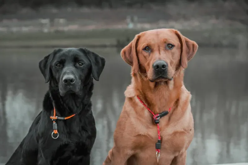 Field and Trial Pro Slip Collar Green Small -1